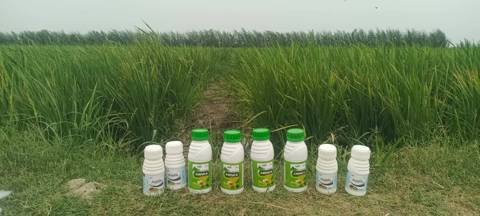 SACI Amino-K and Azidox bottles in the paddy field